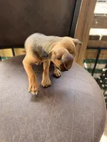 Wilbert, a male Miniature Pinscher for sale in Saint Mary, MO – 5 of 7