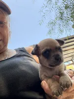 Jimmy, a male Chihuahua for sale in Saint Mary, MO – 4 of 8