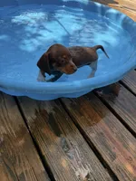 Evelyn, a female Miniature Dachshund for sale in Saint Mary, MO – 3 of 5