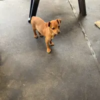 Tippy, a male Chihuahua for sale in Saint Mary, MO – 5 of 8