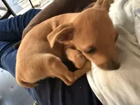 Tippy, a male Chihuahua for sale in Saint Mary, MO – 2 of 8