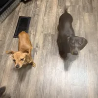 Tippy, a male Chihuahua for sale in Saint Mary, MO – 4 of 8