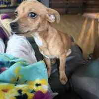 Tippy, a male Chihuahua for sale in Saint Mary, MO – 8 of 8