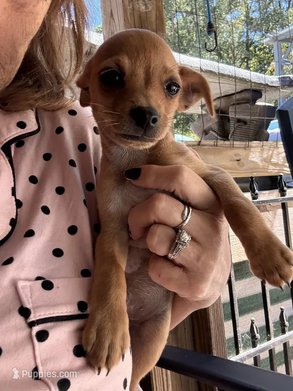 Tippy – Chihuahua puppy for sale in Saint Mary, MO