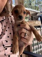 Tippy, a male Chihuahua for sale in Saint Mary, MO – 1 of 8