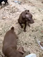 Luna, a male Miniature Pinscher for sale in Saint Mary, MO – 3 of 7
