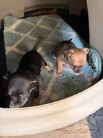 Gladys , a female Miniature Pinscher for sale in Saint Mary, MO – 6 of 6