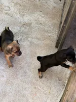 Gladys , a female Miniature Pinscher for sale in Saint Mary, MO – 3 of 6