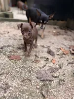 Luna, a male Miniature Pinscher for sale in Saint Mary, MO – 5 of 7
