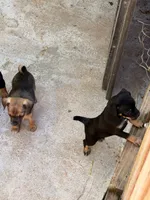 Gladys , a female Miniature Pinscher for sale in Saint Mary, MO – 4 of 6