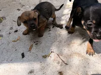 Gladys , a female Miniature Pinscher for sale in Saint Mary, MO – 5 of 6