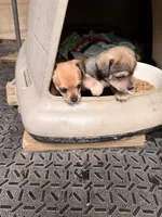 Piper, a female Chihuahua for sale in Saint Mary, MO – 3 of 3