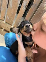 Wanda, a female Miniature Dachshund for sale in Saint Mary, MO – 2 of 4