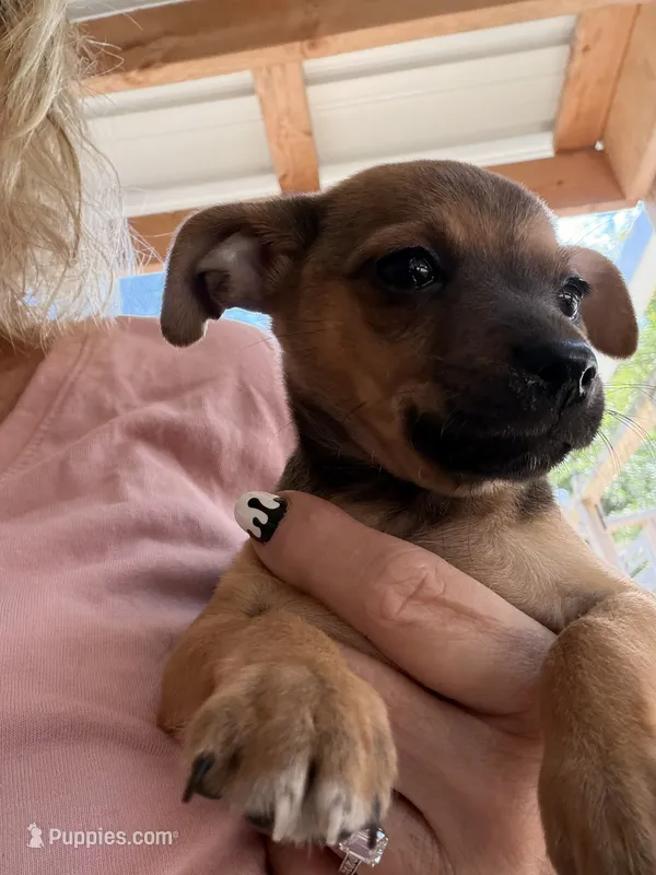 Wilbert – Miniature Pinscher puppy for sale in Saint Mary, MO