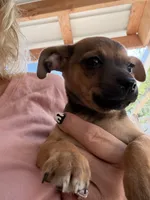 Wilbert, a male Miniature Pinscher for sale in Saint Mary, MO – 1 of 7