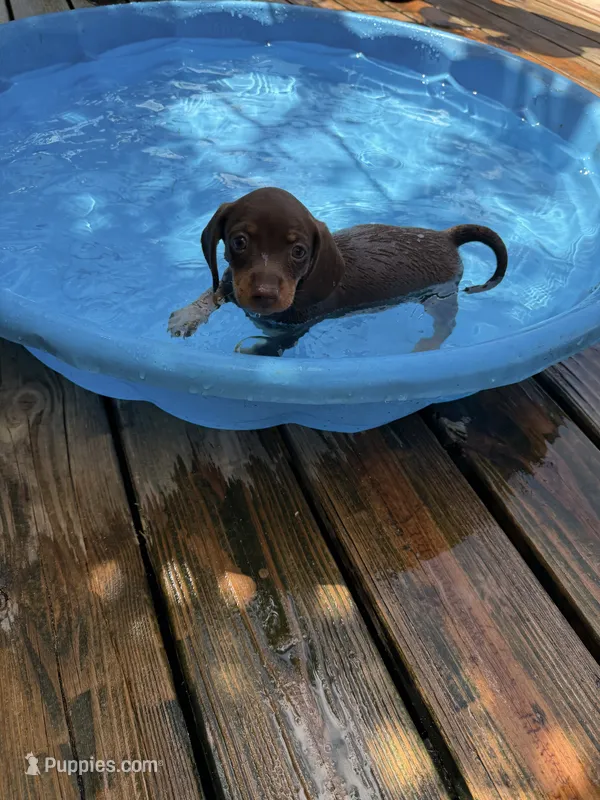 Evelyn – Miniature Dachshund puppy for sale in Saint Mary, MO
