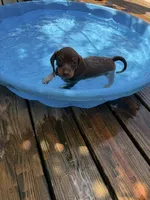 Evelyn, a female Miniature Dachshund for sale in Saint Mary, MO – 1 of 5