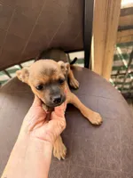Wilbert, a male Miniature Pinscher for sale in Saint Mary, MO – 4 of 7
