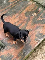 Wanda, a female Miniature Dachshund for sale in Saint Mary, MO – 3 of 4