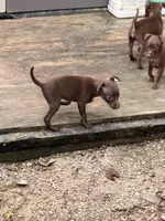 Luna, a male Miniature Pinscher for sale in Saint Mary, MO – 7 of 7