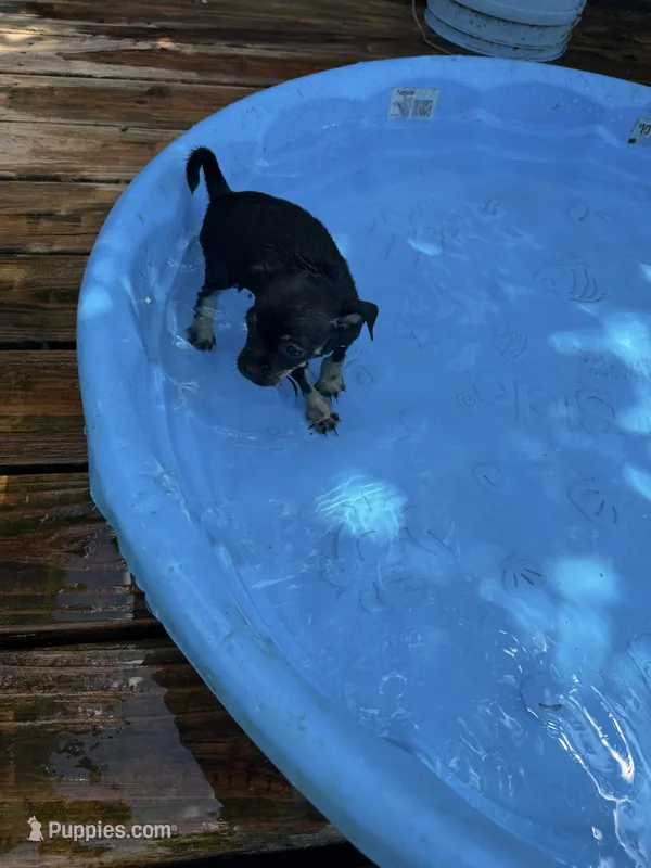 Gladys , a female Miniature Pinscher for sale in Saint Mary, MO – 1 of 6