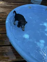 Gladys , a female Miniature Pinscher for sale in Saint Mary, MO – 1 of 6
