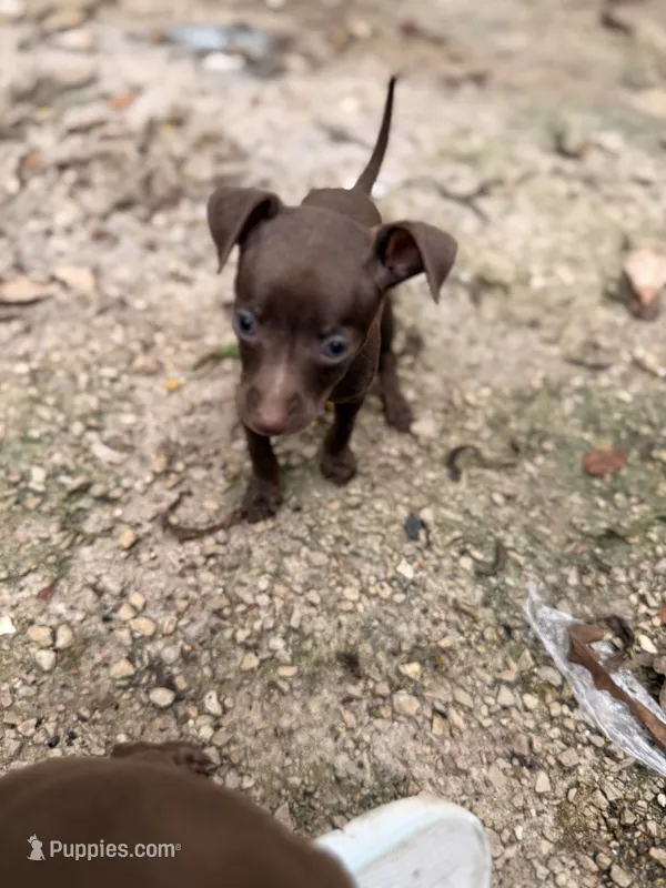 Luna – Miniature Pinscher puppy for sale in Saint Mary, MO