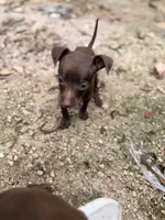 Luna, a male Miniature Pinscher for sale in Saint Mary, MO – 1 of 7
