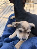 Jimmy, a male Chihuahua for sale in Saint Mary, MO – 2 of 8