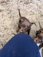 Luna, a male Miniature Pinscher for sale in Saint Mary, MO – 4 of 7