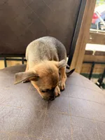 Wilbert, a male Miniature Pinscher for sale in Saint Mary, MO – 7 of 7
