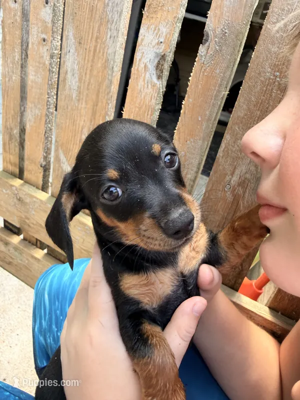 Wanda – Miniature Dachshund puppy for sale in Saint Mary, MO