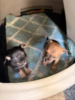 Gladys , a female Miniature Pinscher for sale in Saint Mary, MO – 2 of 6