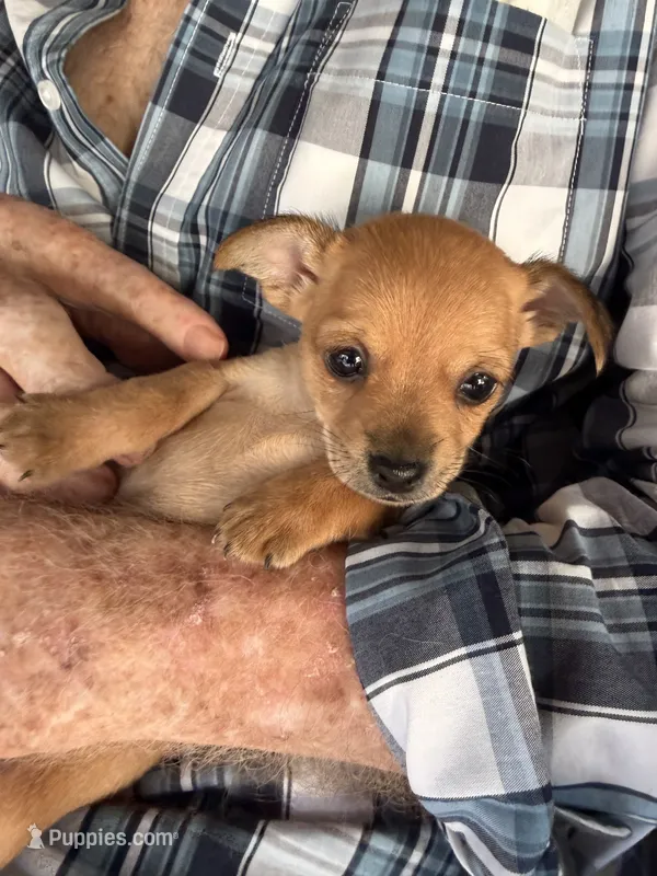 Piper – Chihuahua puppy for sale in Saint Mary, MO