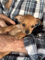 Piper, a female Chihuahua for sale in Saint Mary, MO – 1 of 3