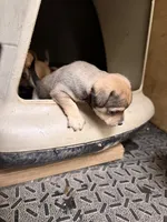 Jimmy, a male Chihuahua for sale in Saint Mary, MO – 6 of 8