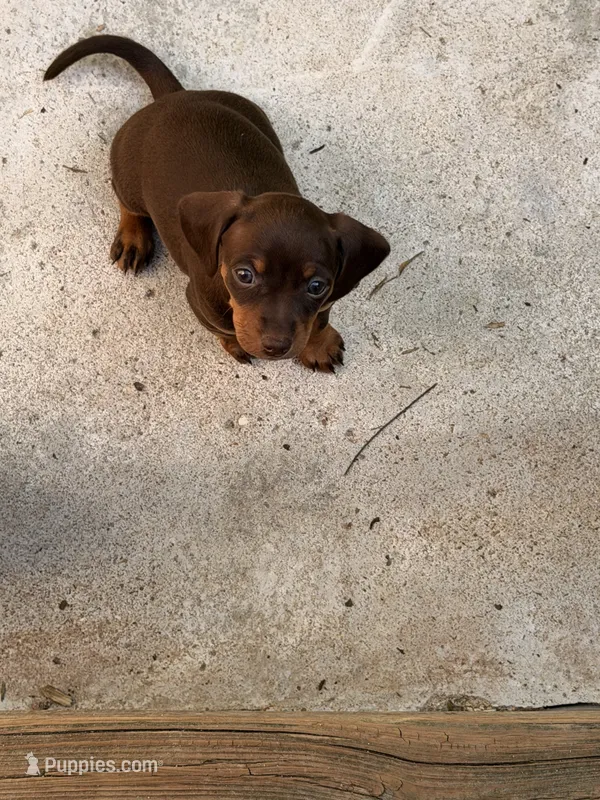 Bertha – Miniature Dachshund puppy for sale in Saint Mary, MO