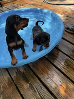 Wanda, a female Miniature Dachshund for sale in Saint Mary, MO – 4 of 4
