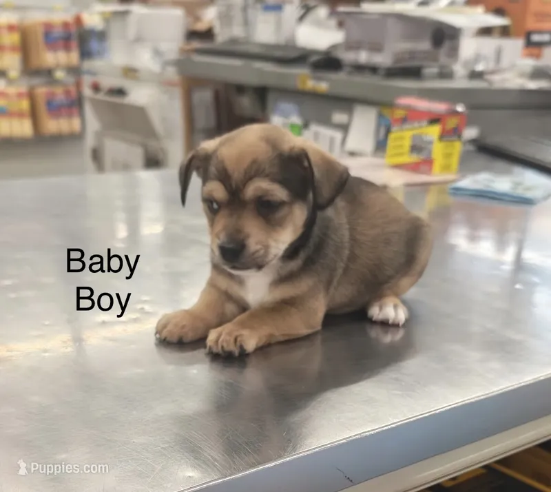 Jimmy – Chihuahua puppy for sale in Saint Mary, MO