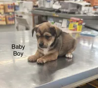 Jimmy, a male Chihuahua for sale in Saint Mary, MO – 1 of 8