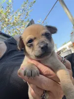 Jimmy, a male Chihuahua for sale in Saint Mary, MO – 3 of 8