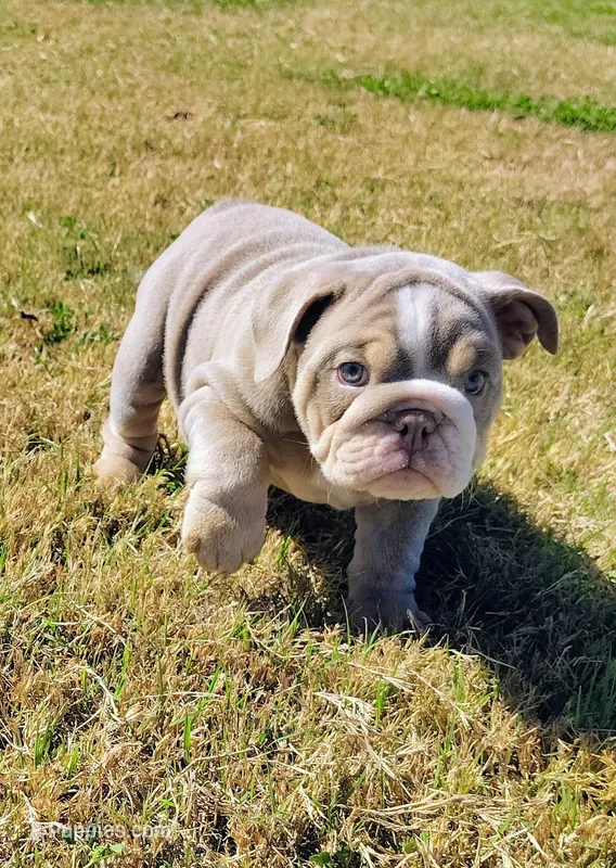 Asher, a male English Bulldog for sale in Phoenix, AZ – Photo 1 of 3