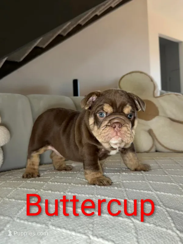 Buttercup