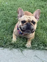 Canelo, a male French Bulldog for sale in Rogers, AR – 1 of 2