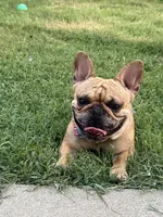 Canelo, a male French Bulldog for sale in Rogers, AR – 2 of 2