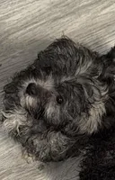 Chungus, a female Shih Tzu and Poodle - Miniature  for sale in Milwaukee, WI – Photo 2 of 2