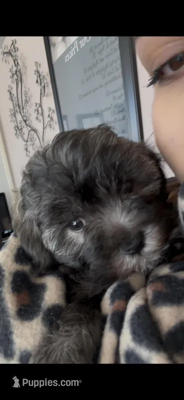 Chungus – Shih Tzu, Poodle - Miniature  puppy for sale in Milwaukee, WI