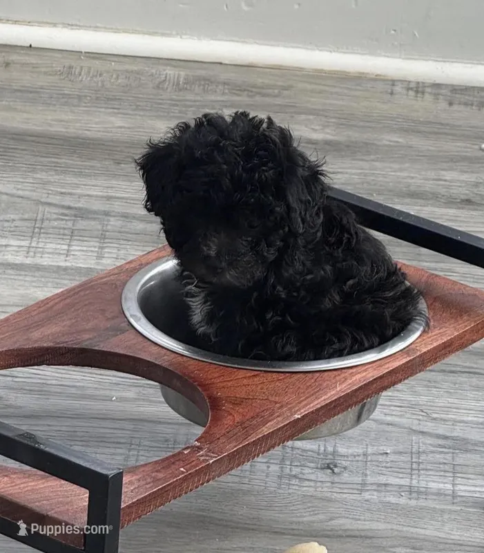 Versace  – Shih Tzu, Poodle - Miniature  puppy for sale in Milwaukee, WI
