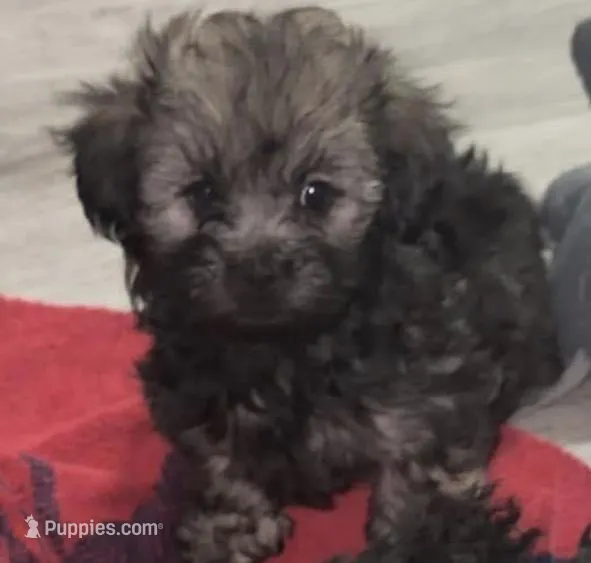 Eleven  – Shih Tzu, Poodle - Miniature  puppy for sale in Milwaukee, WI