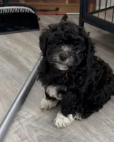 Oreo , a female Shih Tzu and Poodle - Miniature  for sale in Milwaukee, WI – Photo 1 of 2